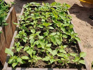 Nursery at Hasera Farm